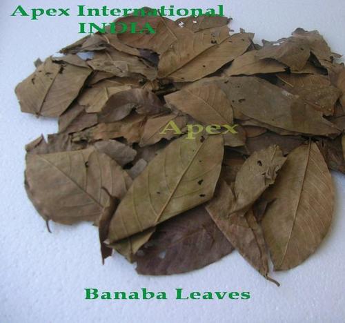 Banaba Leaves