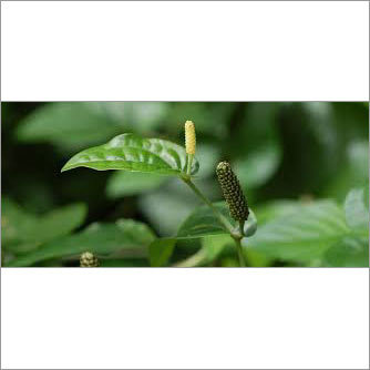 Long Pepper