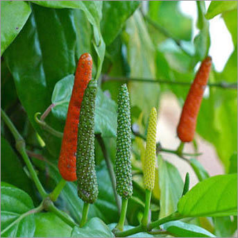 Fresh Long Pepper