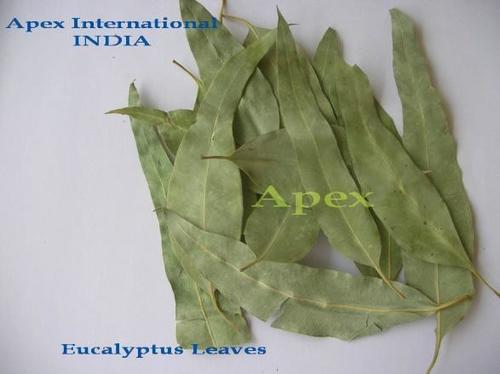 Nilgiri Leaves