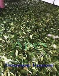 Soursop Leaves
