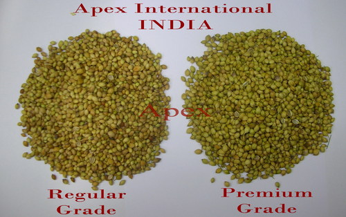 Organic Coriander Seeds