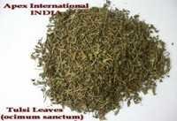 Ocimum Sanctum