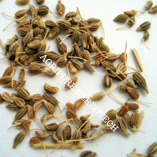 Anise Oil