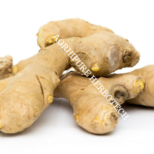 Ginger Oil
