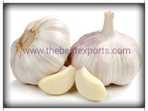 Fresh Garlic