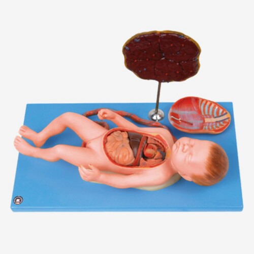 GD/A42008 Fetus with Viscus and Placenta