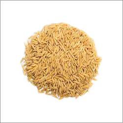 Organic Ranbir Paddy