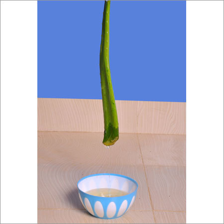 Aloe Vera Hair Oil
