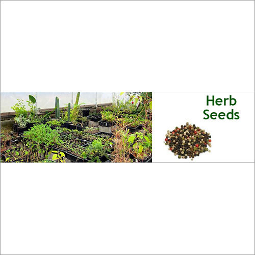 Herb Seeds