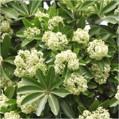 Alstonia Scholaris Plant