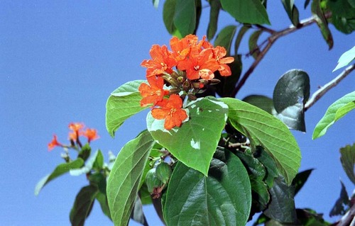 Cordia Sebestena Plants