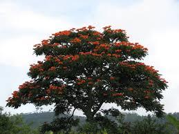 Spathodea Campanulata Tree