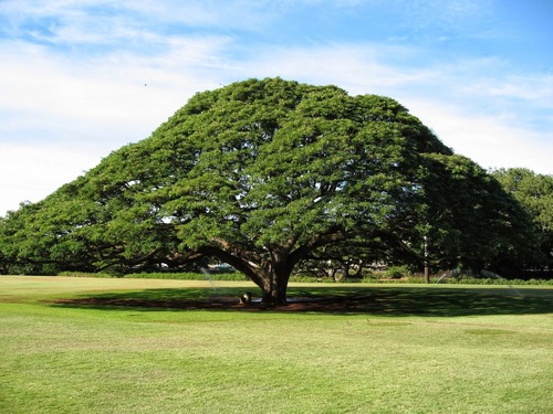 Rain Tree