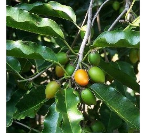 Bakul Plant
