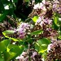 Pongamia Pinnata Plant