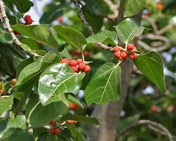 Ficus Benghalensis Plant