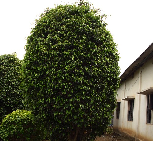 Ficus Black Plant