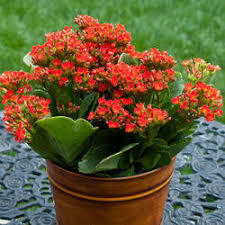 Bitty Kanher Flowering Plants
