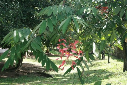 Amherstia Nobilis Plant