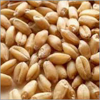 PBW 550 Wheat Seed PBW 550 Wheat Seed