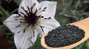 Nigella Sativa Nigella Sativa