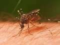 Mosquitoes & Flies Control Services