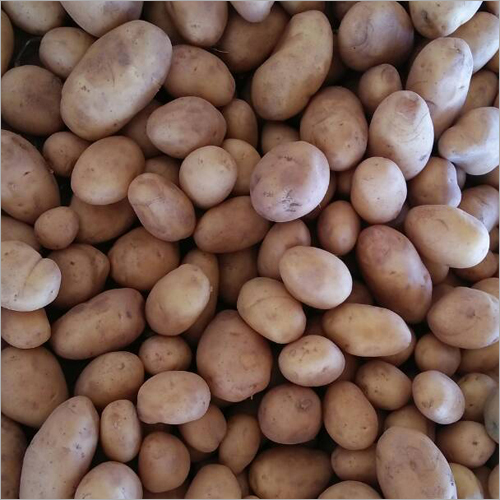 Export Quality Potato