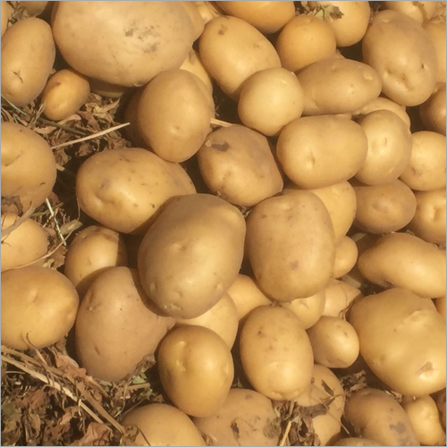 Kufri Pukhraj Potato