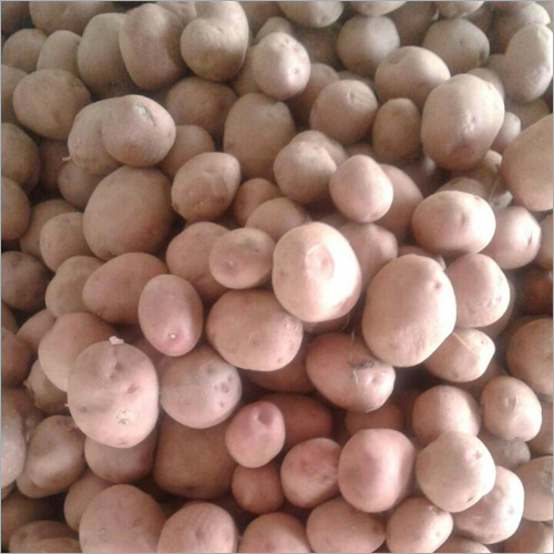 Lady Rosetta Potato