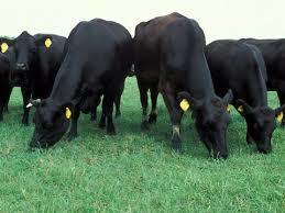 Livestock