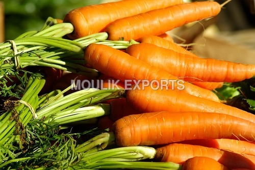 Fresh Carrot