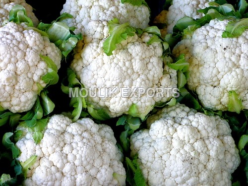 Fresh Cauli Flower