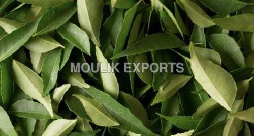 Curry Leaves