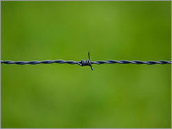 Barbed Wire