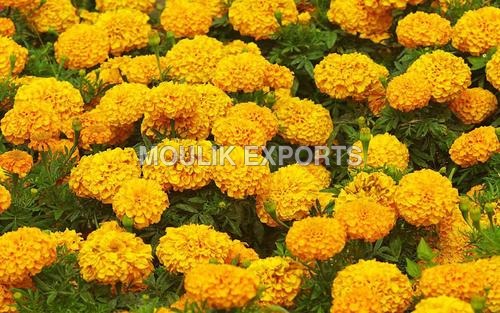 Marigold Flower Marigold Flower