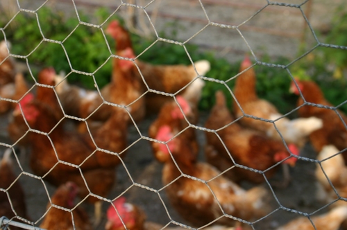 Chicken Mesh