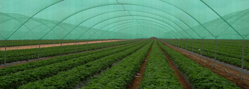 Shade Net
