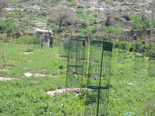 Welded Mesh Tree Guard