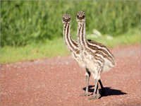 Emu Chicks - 1 Year Old Grey Gender Pair | Non-aggressive, Climate Resilient, Soft Feathered