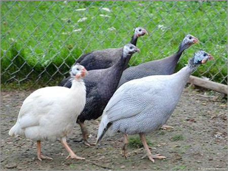 White And Grey Guinea Fowl