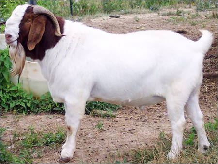 White Boer Breed Goat