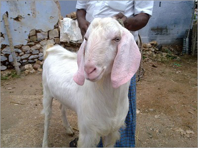 White Tellicherry Goat