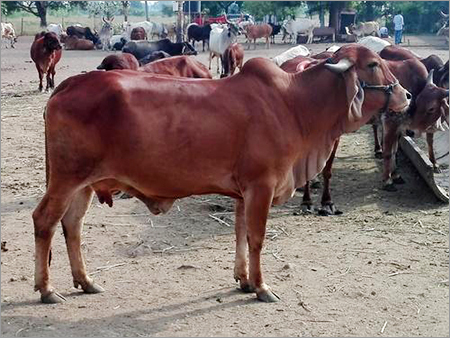 Brown Gir Cow