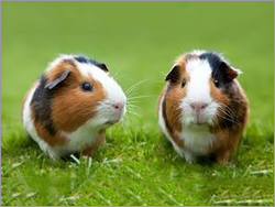 Guinea Pigs - Female, 5 Years, White and Brown | Social Companions, Easy to Tame, Ideal for Homely Breeding