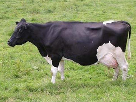 White And Black Hybrid Cow