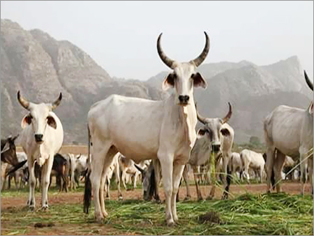 White Kankrej Cows