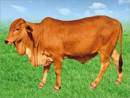 Yellow Sahiwal Cow