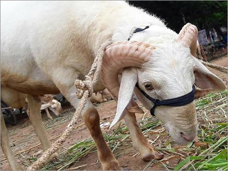 Live Sheep - Age: 5 Years, Color: White | Premium Breeding Sheep for Wool, Meat & High-Yield Milk Production