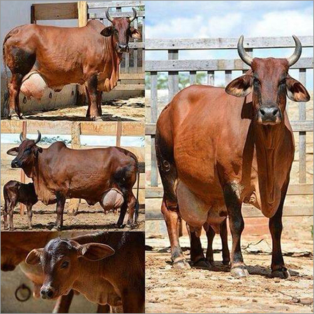 Brown Sindi Cow